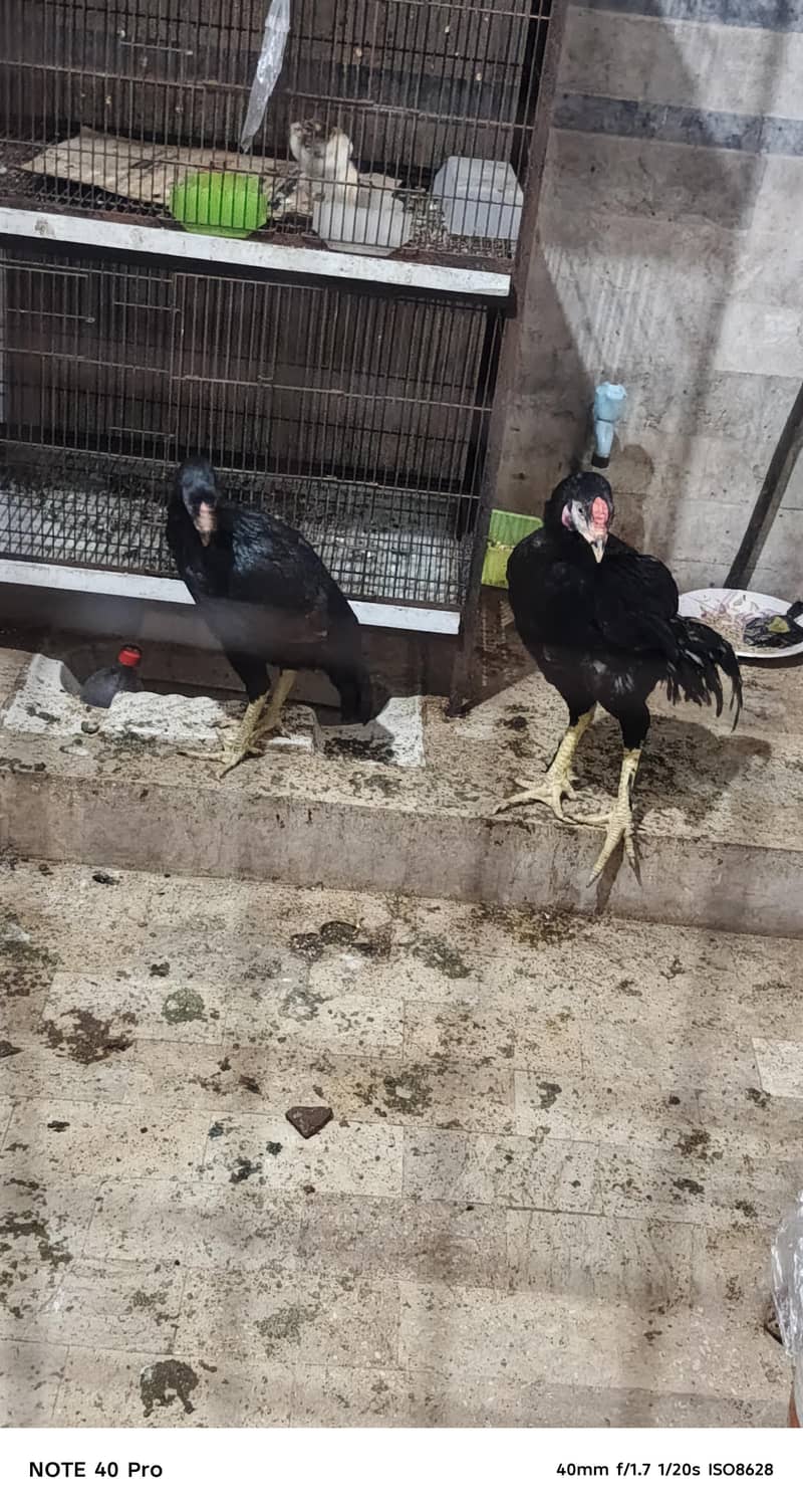 Pakistani breed 2