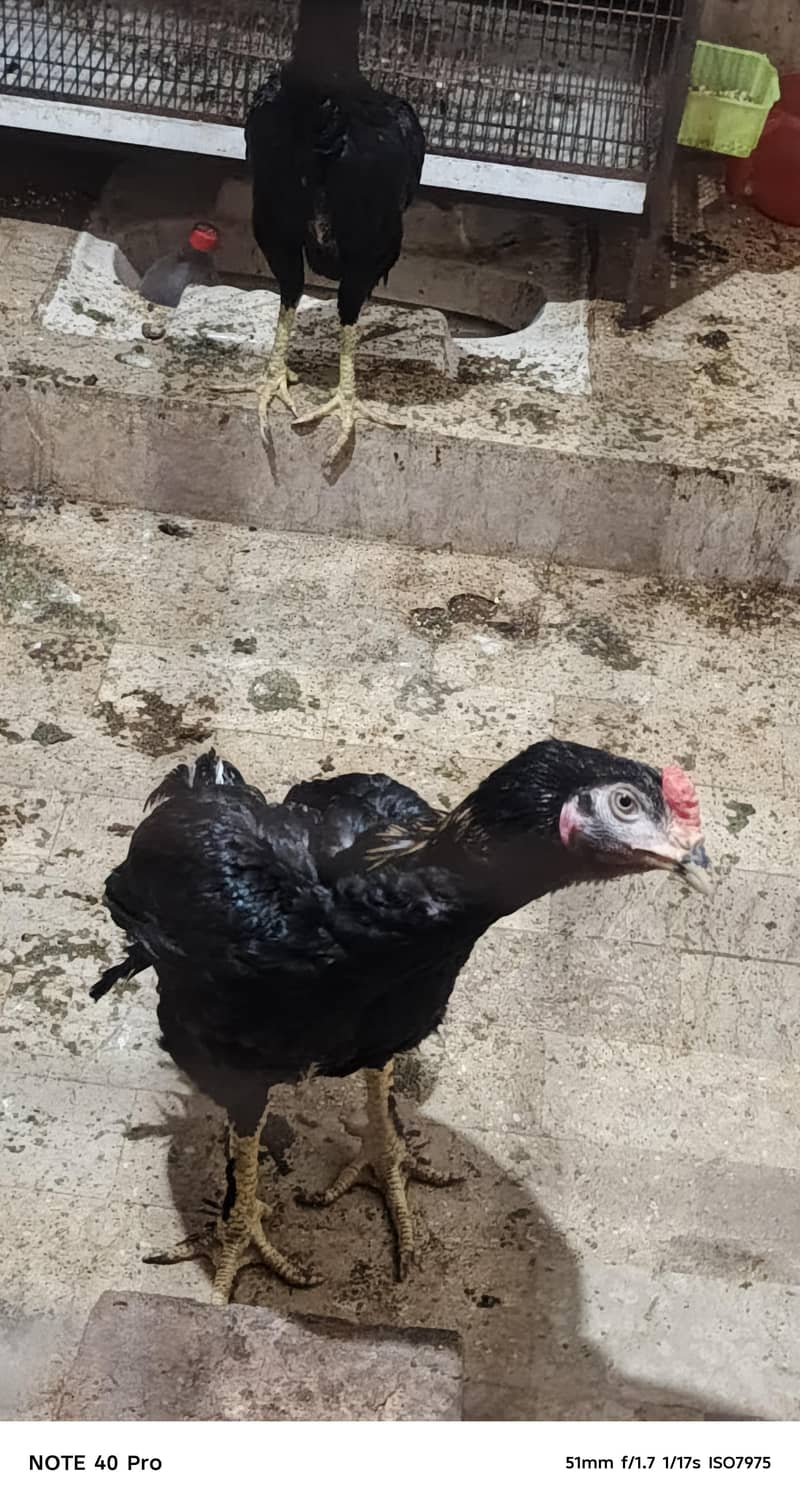 Pakistani breed 3