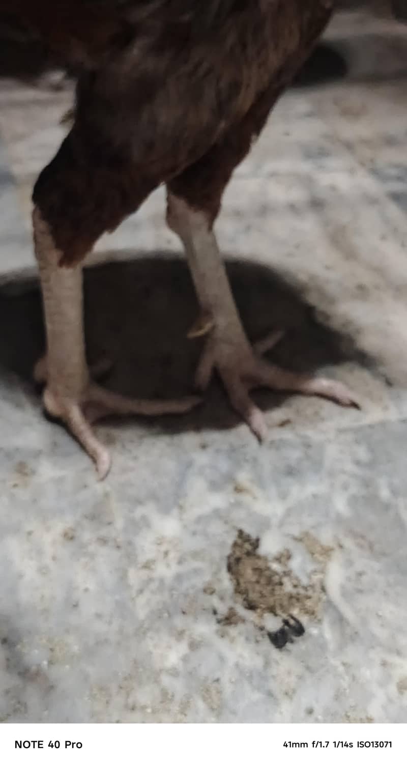 Pakistani breed 5
