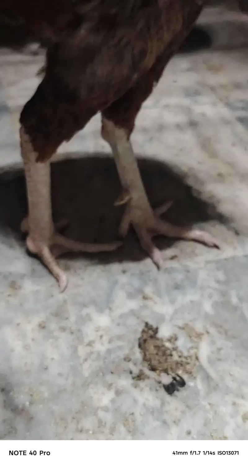 Pakistani breed — photo 6