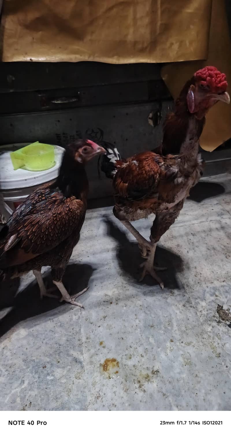 Pakistani breed 6
