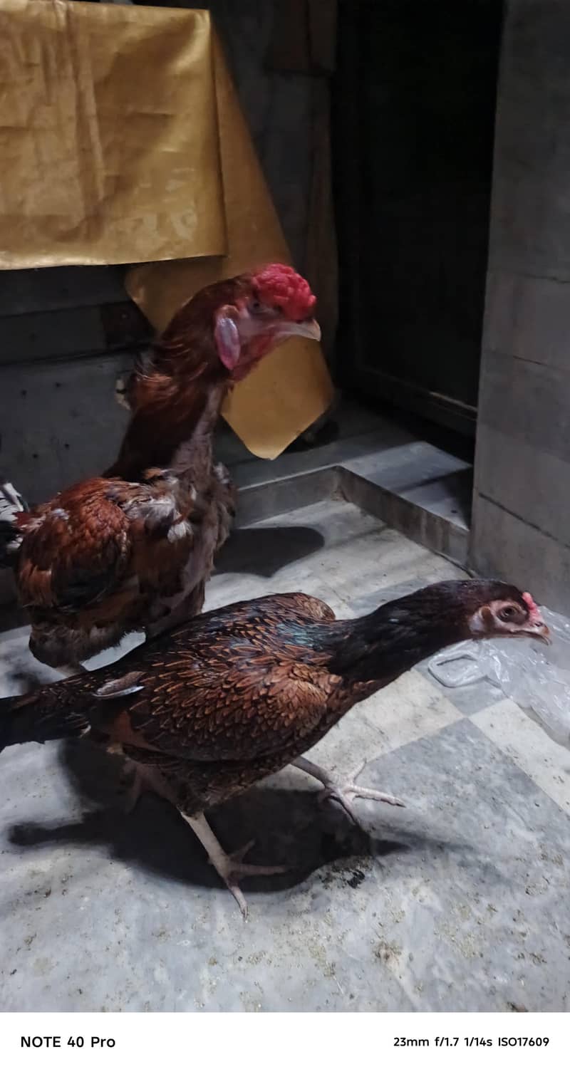 Pakistani breed 7