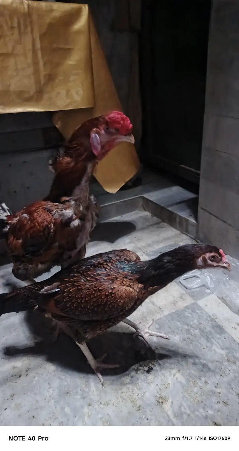 Pakistani breed — photo 8