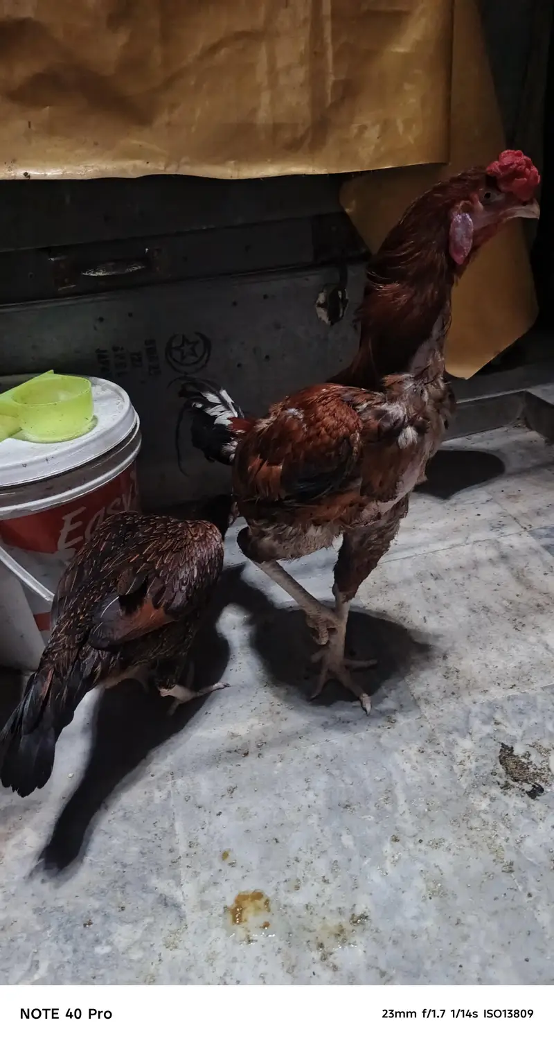 Pakistani breed — photo 10