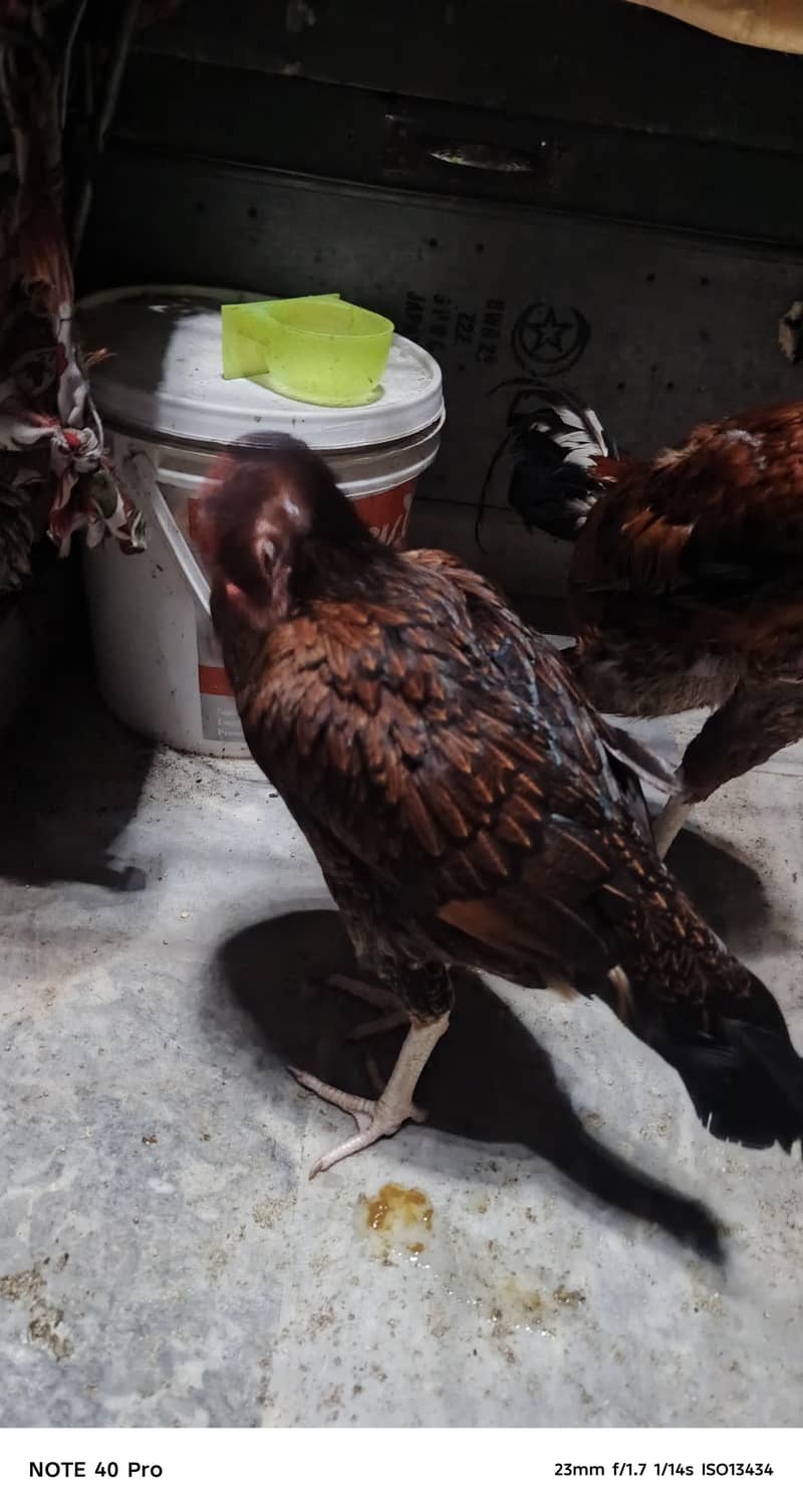 Pakistani breed 11