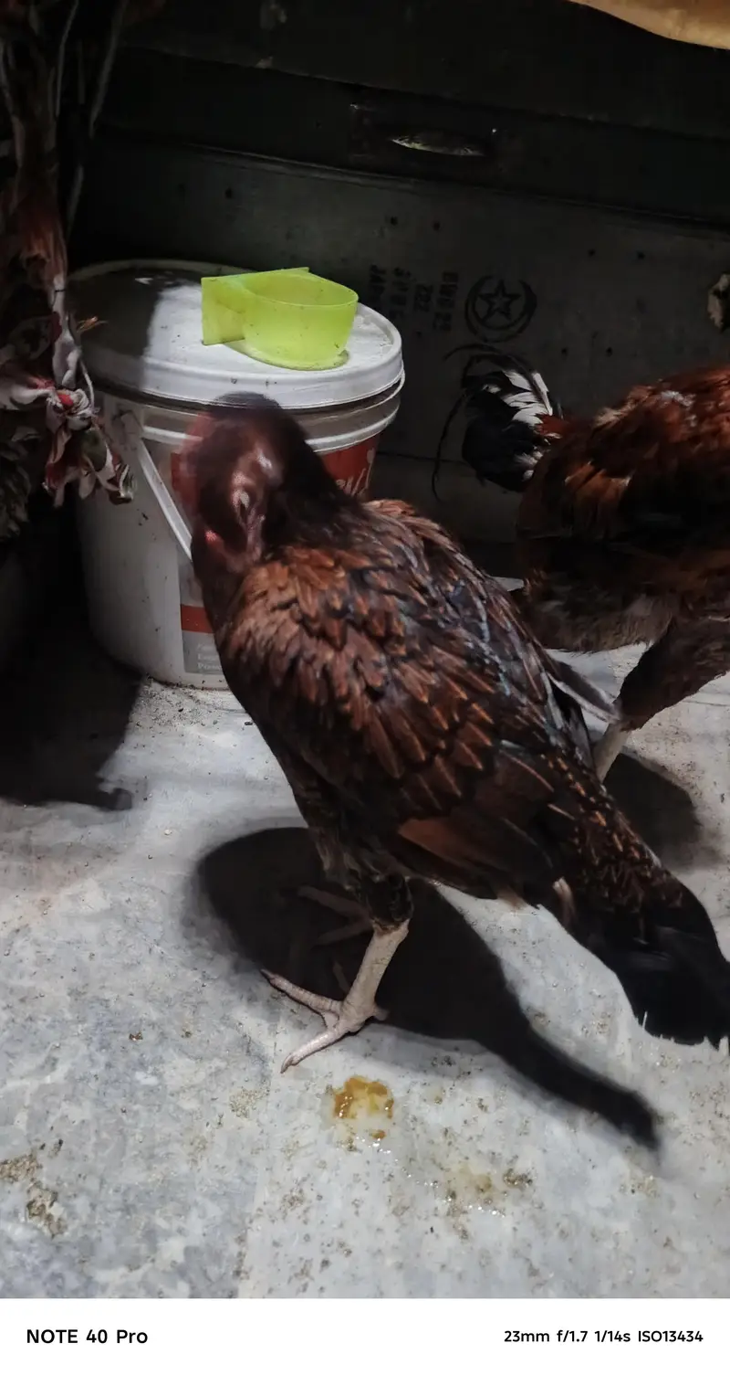 Pakistani breed — photo 12