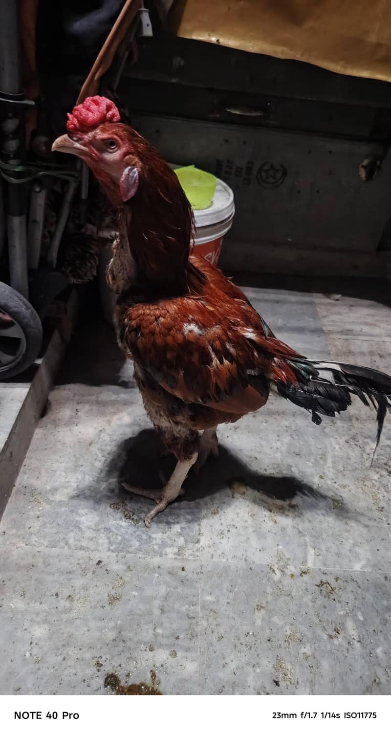 Pakistani breed 12