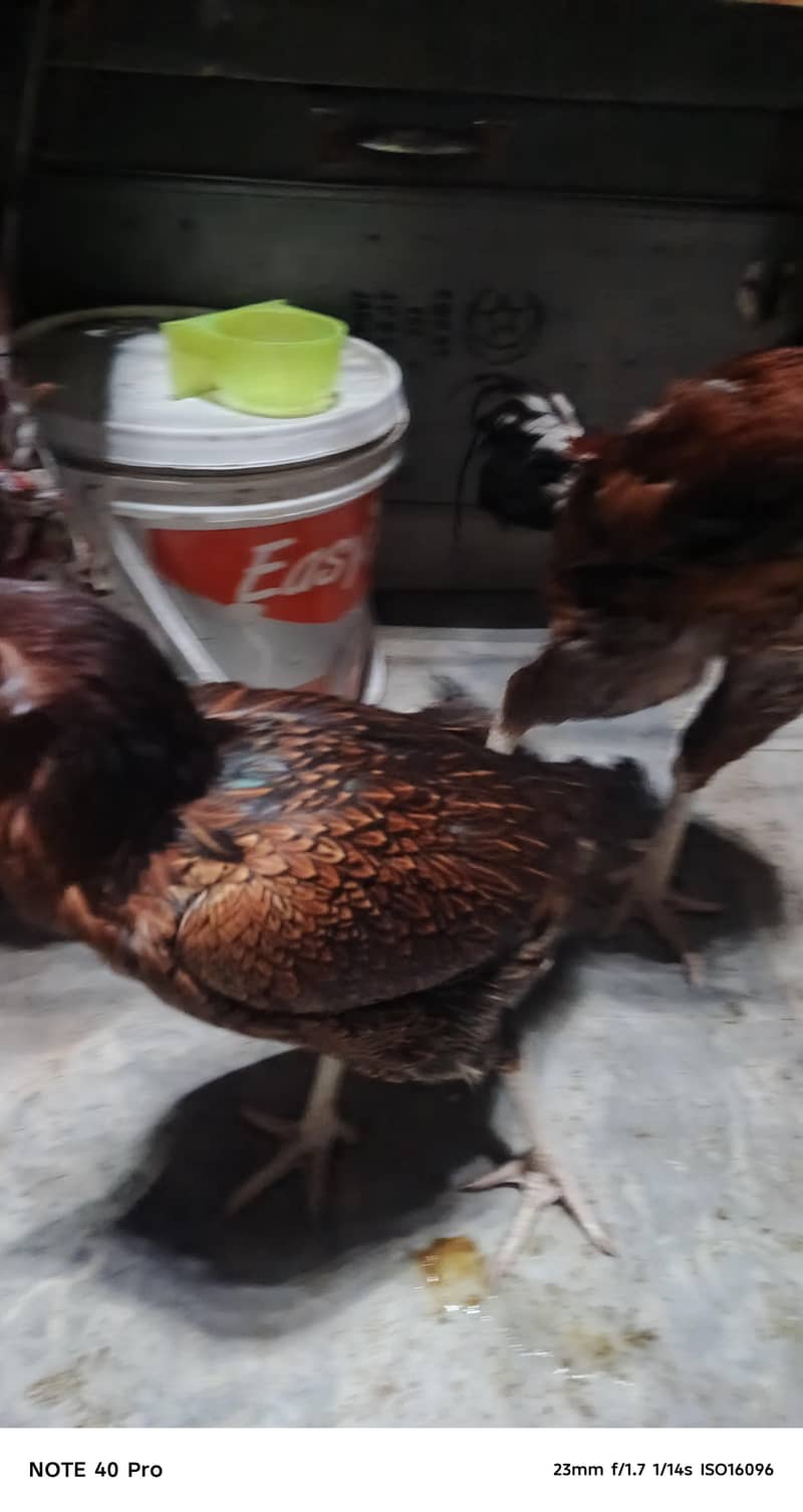 Pakistani breed 13