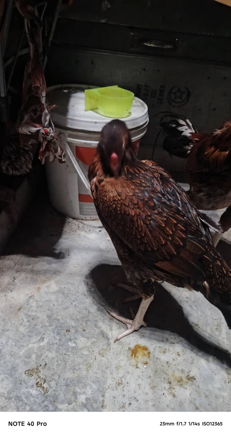 Pakistani breed 14