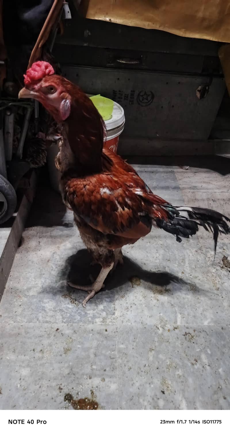 Pakistani breed 15
