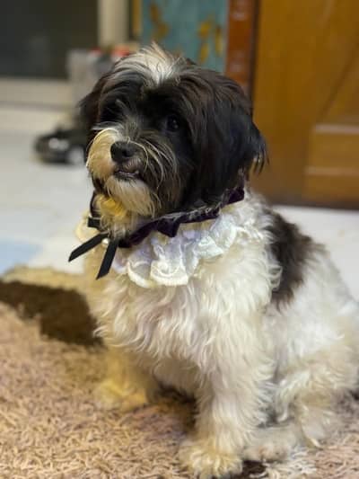Beautiful shih tzu female up for rehoming