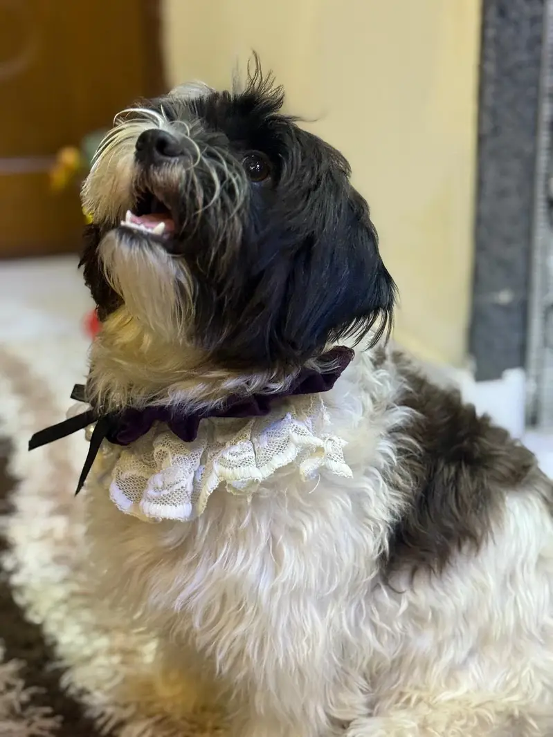 Beautiful shih tzu female up for rehoming — photo 2