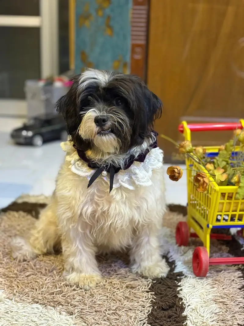 Beautiful shih tzu female up for rehoming — photo 3
