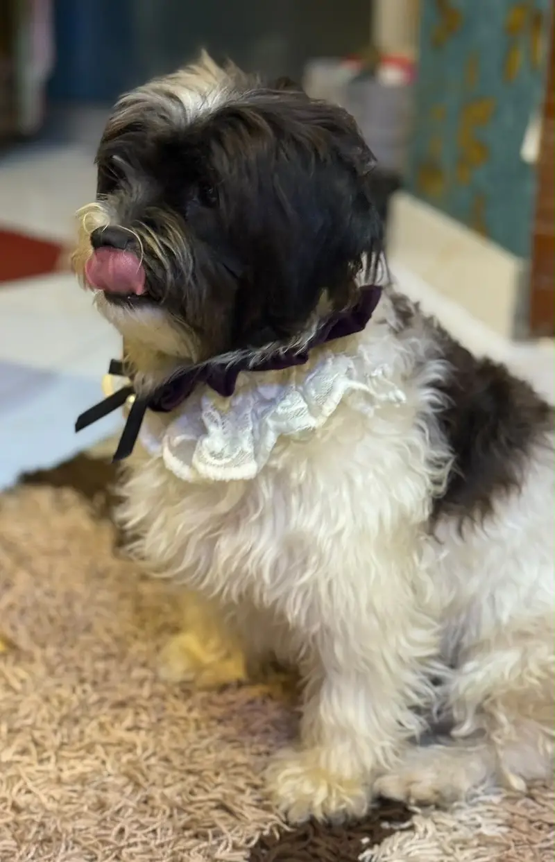 Beautiful shih tzu female up for rehoming — photo 4