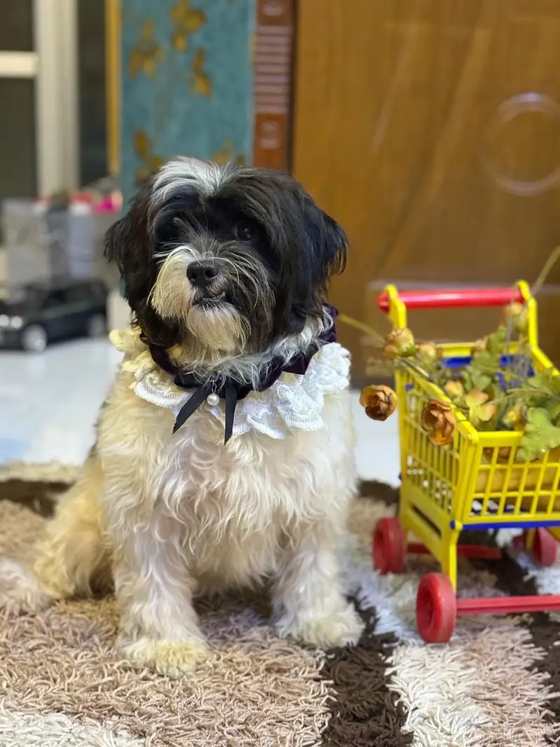 Beautiful shih tzu female up for rehoming — photo 5
