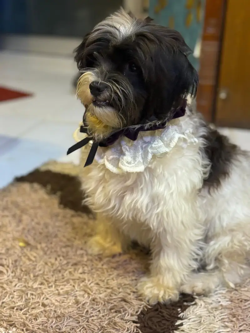 Beautiful shih tzu female up for rehoming — photo 6