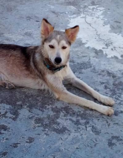 Healthy and active dog for sale - home Raised