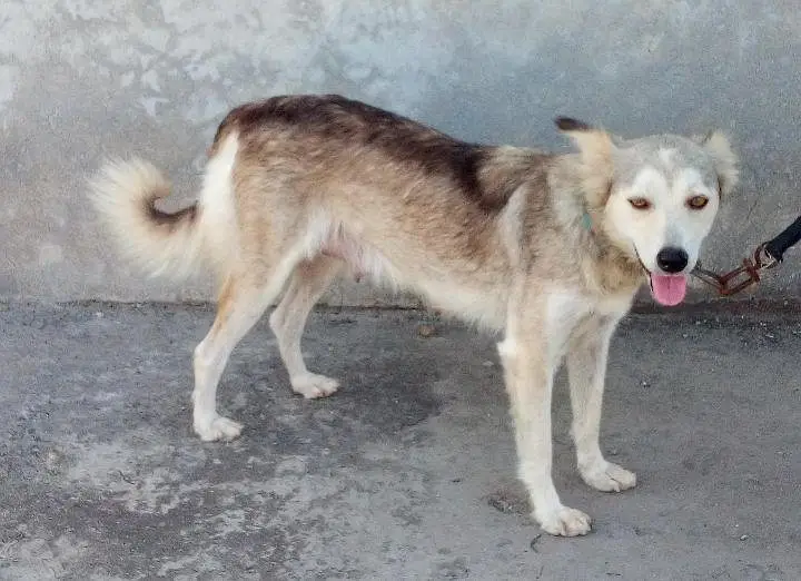 Healthy and active dog for sale - home Raised — photo 2