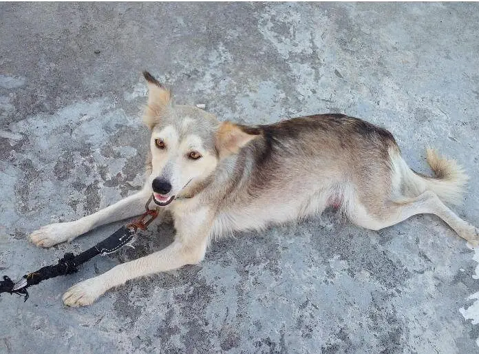 Healthy and active dog for sale - home Raised — photo 3
