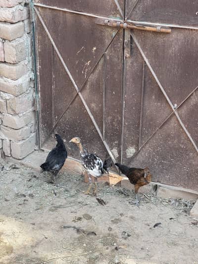 Aseel or golden morge or morgiya or bache