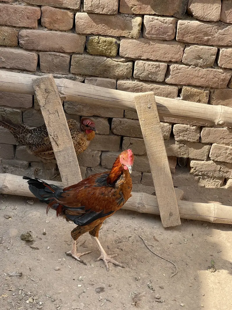 Aseel or golden morge or morgiya or bache — photo 2