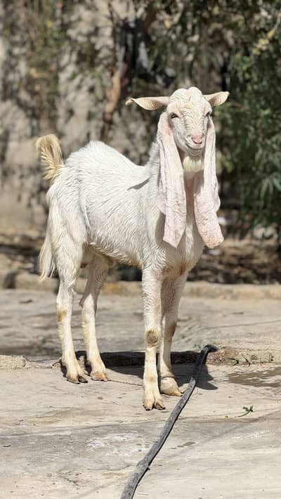 Gulabi Sindhi Bakra for Sale