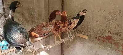 Lasani Aseel /Lakha Aseel