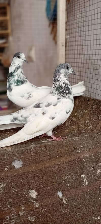 pigeon