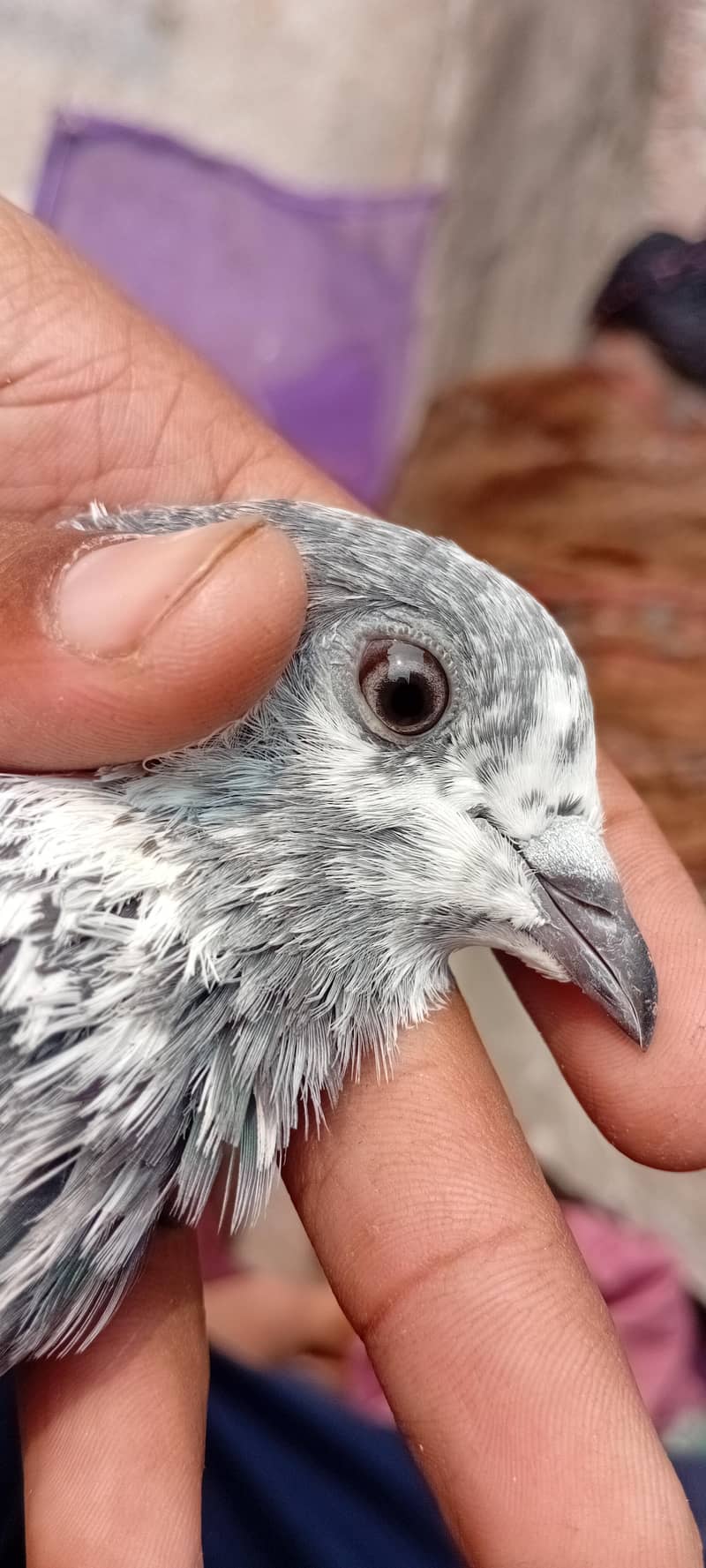 Sialkothi batera 4