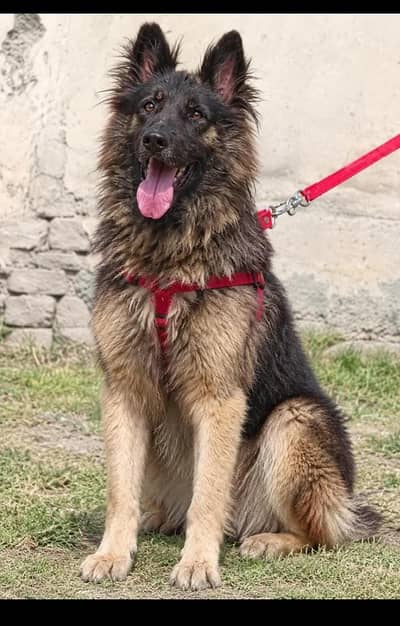 German shepherd Male Single Coat Male Gsd for sale
