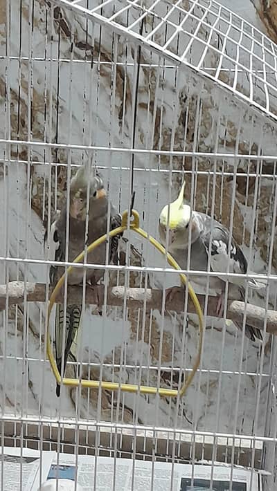 Cockatiel breeding pair for sale