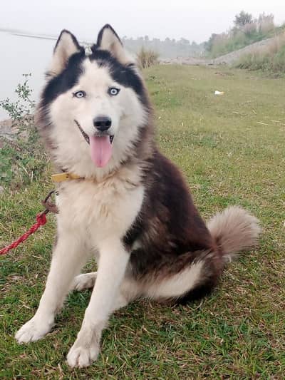 Siberian Husky wooly coat Female 22 months Age 0335_958_666_7