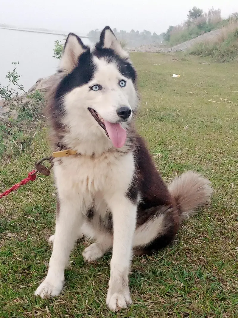 Siberian Husky wooly coat Female 22 months Age 0335_958_666_7 — photo 2