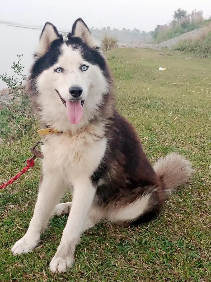 Siberian Husky wooly coat Female 22 months Age 0335_958_666_7 — photo 3