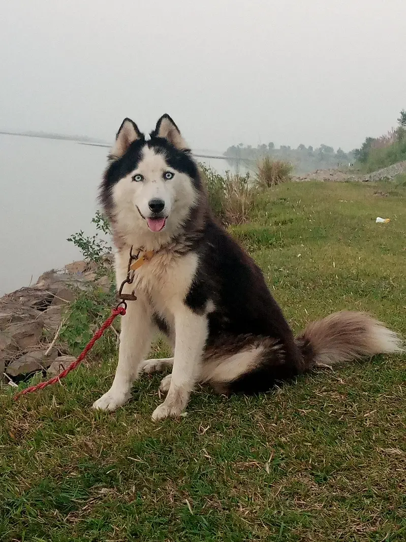 Siberian Husky wooly coat Female 22 months Age 0335_958_666_7 — photo 4