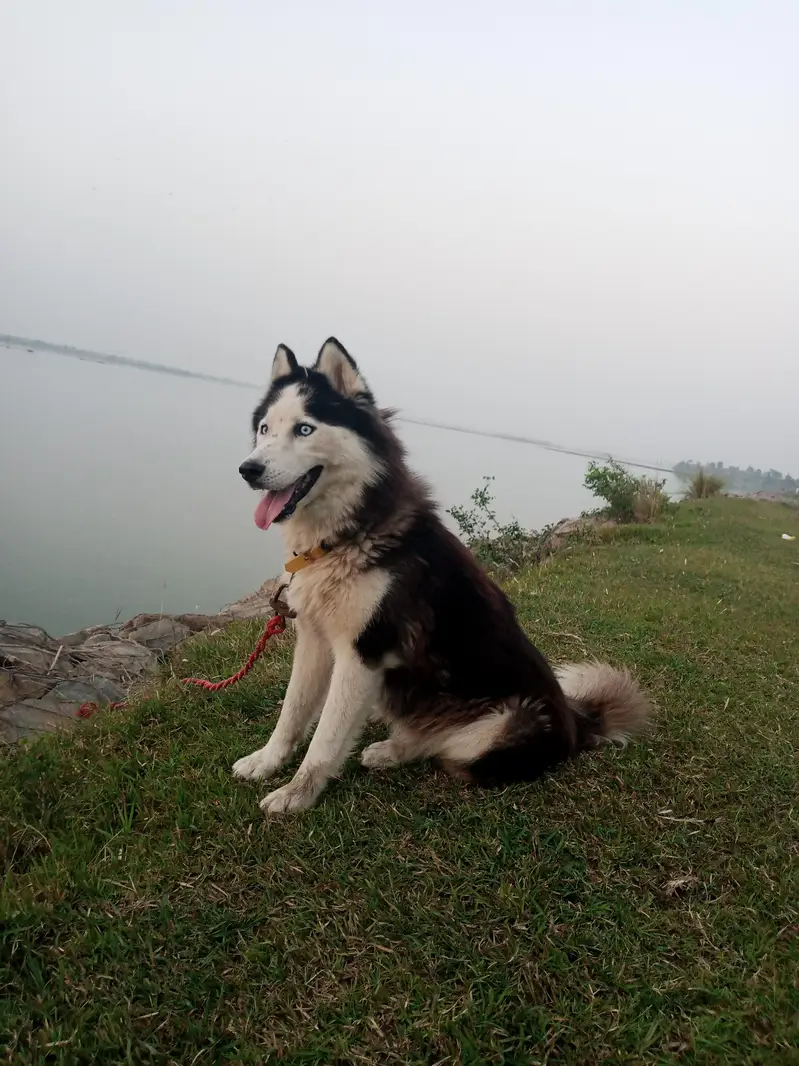 Siberian Husky wooly coat Female 22 months Age 0335_958_666_7 — photo 5