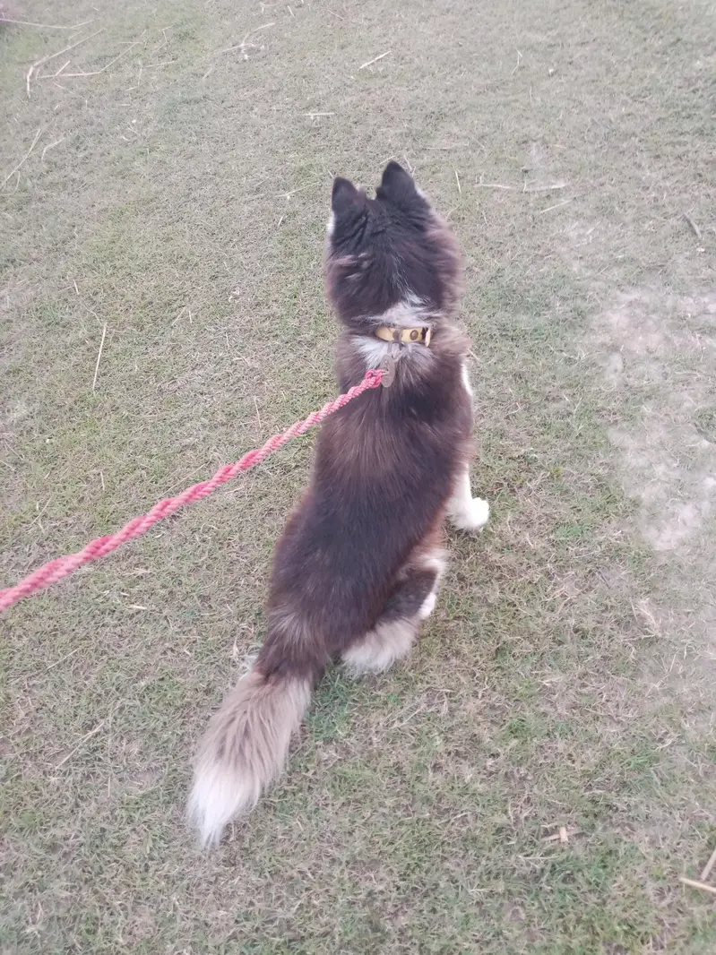 Siberian Husky wooly coat Female 22 months Age 0335_958_666_7 — photo 6