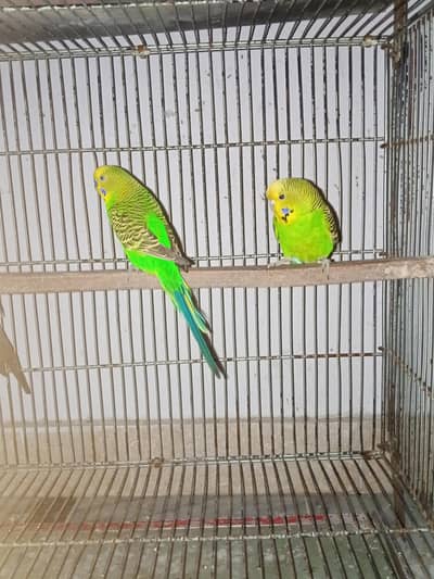 King Size Budgies Breedar Pairs.