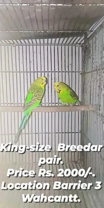 King Size Budgies Breedar Pairs. — photo 2