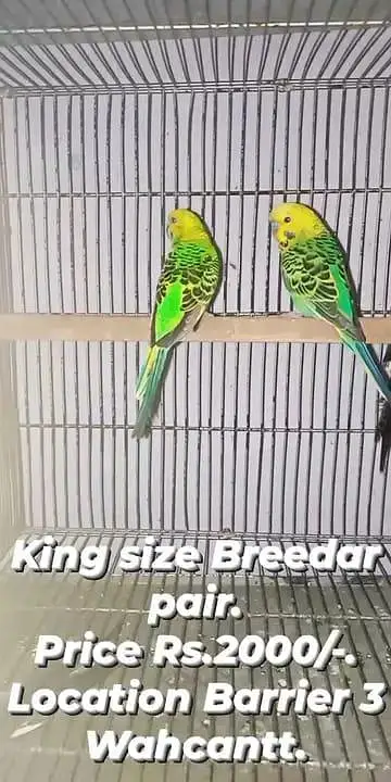 King Size Budgies Breedar Pairs. — photo 3