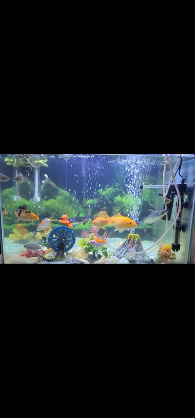 aquarium for sale with imported accessories