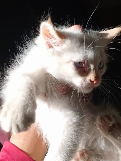 nice and beautiful kittens  breed siamese