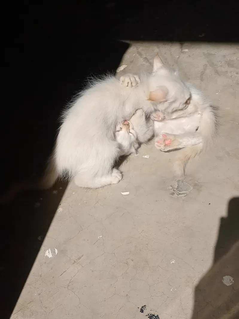 nice and beautiful kittens  breed siamese — photo 2