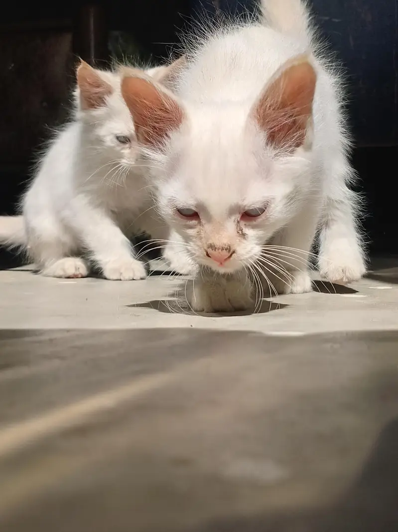 nice and beautiful kittens  breed siamese — photo 3