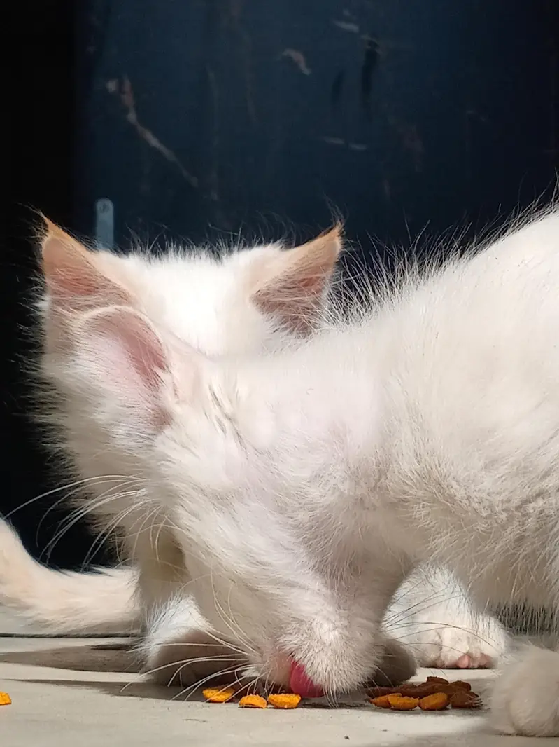 nice and beautiful kittens  breed siamese — photo 4