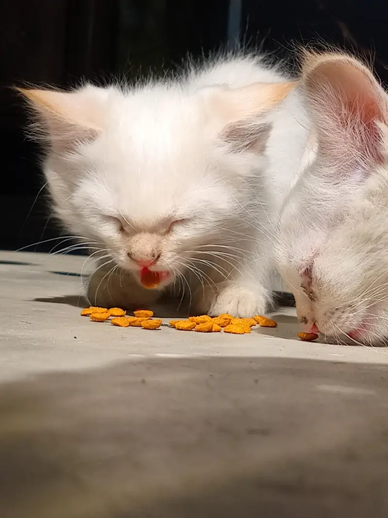 nice and beautiful kittens  breed siamese — photo 5