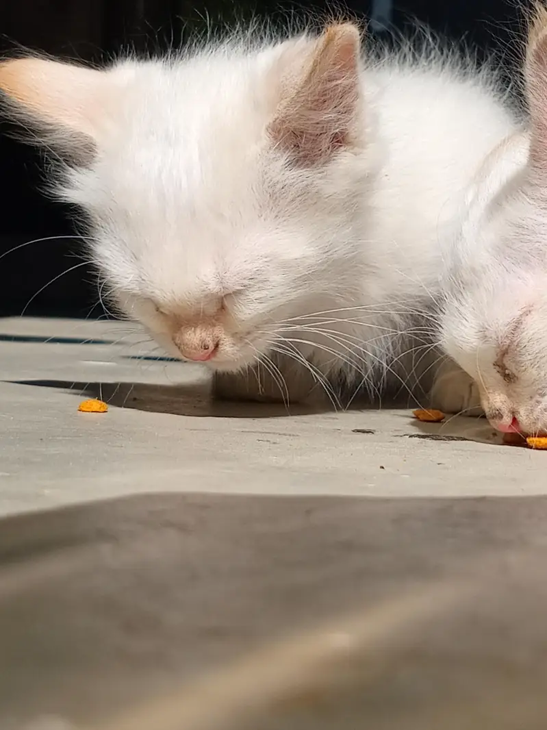 nice and beautiful kittens  breed siamese — photo 6