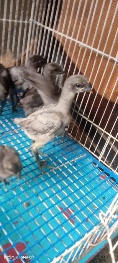 Top quality blue dragon aseel chicks and white O shamo chick available