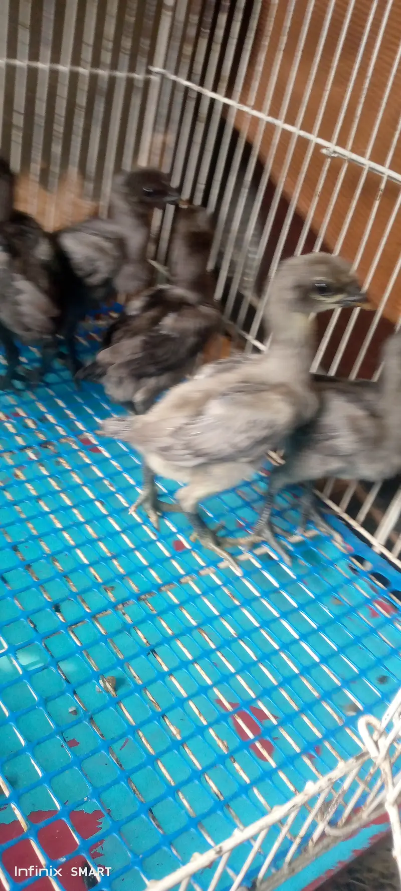 Top quality blue dragon aseel chicks and white O shamo chick available — photo 2