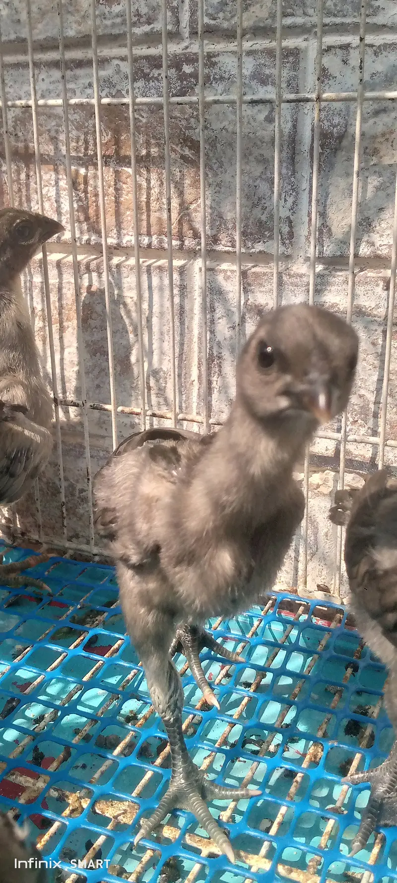 Top quality blue dragon aseel chicks and white O shamo chick available — photo 4